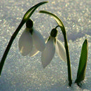 200X Galanthus Nivalis Common Snowdrop Flower Freezing Home V8T2 BI Plants S7J5
