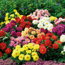 30x Colorful Dahlia Large Bloom Flower Perennials Bulbs Plant Garden 2020 X5W0