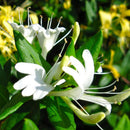 Honeysuckle Seeds Fast, Fragrant Garden Plant 50Pcs
