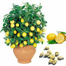 Zitronenbaum, Bonsai geeignet 10 Samen Deko best R4U1