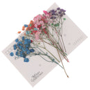 10pcs/Set Mini Gypsophila Cute Dried Flower Wedding Decoration DIY Hand acco BX