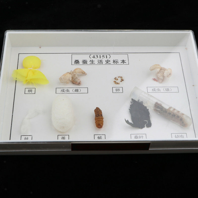 Lifecycle of Silkworm Specimens Taxidermy Framed Collectible, 7.5x5x1.2inch