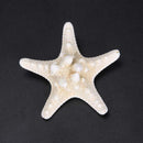 Natural Sea Star Girl Hair Stick Pins Lady Hair Clip Clamp Head Accessories