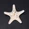 Natural Sea Star Girl Hair Stick Pins Lady Hair Clip Clamp Head Accessories