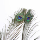 50pcs lots Real Natural Peacock Tail Eyes Feathers 8-12 Inches  JÃ‘Æ’