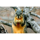 1000pcs DIY Squirrel on Branch Puzzle Educational Learning Assembling Toys