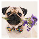 5D DIY Full Drill Square Diamond Painting Pet Dog Cross Stitch Embroidery