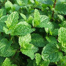 500pcs spearmint seeds mint mentha herb green home garden flower plant decor @LJ