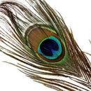 Pack of 50pc Natural Peacock Feathers 10-12''