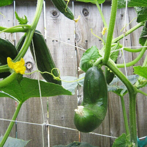 1Pcs Grow Frame Flower Vine Garden Weaving Plant Climbing Net Vegetable Pol