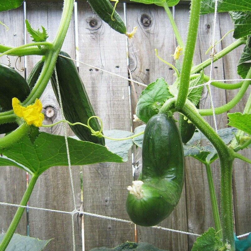 1Pcs Grow Frame Flower Vine Garden Weaving Plant Climbing Net Vegetable Pol