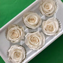 Eternal Roses Heads,Real Natural Fresh Preserved Rose,Beauty And The Beast  N4J3