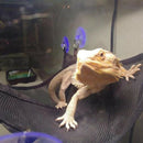 Reptile Hammock Lounger Ladder Accessories Set For Large Small Bearded Drag