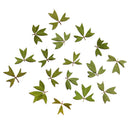 10x Pressed Real Dried Flower Dry Leaves DIY Crafts Bookmark Card Making 01