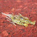 10pcs/lot 4cm Fishing Soft Shrimp Lure Pesca Lure Close Carp Jig Fishing Lu