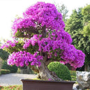 Amazing 100 * Mix-color Bougainvillea Spectabilis Willd Bonsai Flower Seeds,