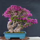 Amazing 100 * Mix-color Bougainvillea Spectabilis Willd Bonsai Flower Seeds,