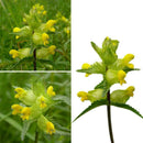 600 x Samen Wildblumensamen Gelb Gelb Cispy Nasenblume O3C0 Pflanzen P3Z2