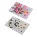 2Set Pressed Leaves Natural Dried Flower Embellishment For Scrapbook Card Making