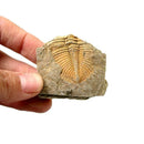 Natural Trilobite Tail Fossil Ancient fossils teaching 2019 specimens Colle E8N3