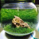 1000X Fish Aquarium Grass Seeds(Mixed)Water Aquatic Plant Home Fish Tank Supply