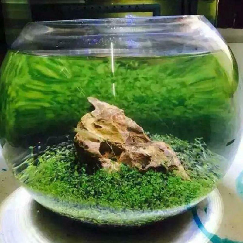 1000X Fish Aquarium Grass Seeds(Mixed)Water Aquatic Plant Home Fish Tank Supply