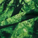 Dream Amazing Beautiful Fresh Green Forest Wall Art Tapestries Home Decor W O3J7