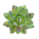 Artificial Plastic Succulent Plants Flowers Home Cafe Beautify Floral Decor