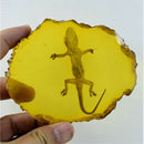1X(Yellow Amber Gecko Amber Ornaments For Real Insect Specimens