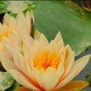10 seeds 4 color mix Lotus Flower Seed water Aquatic Plant Nelumbo