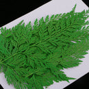 24x Real Pressed Leaves Natural Organic Dried Flowers DIY Arts Floral Decors