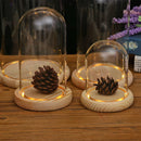 Clear Glass Dome Cover Shade Wood Cork Plant Flower Vase Container 12x22cm