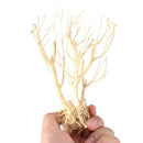 Terrarium Environments Small Aquarium Driftwood Snakes Landscaping Fish Tanks