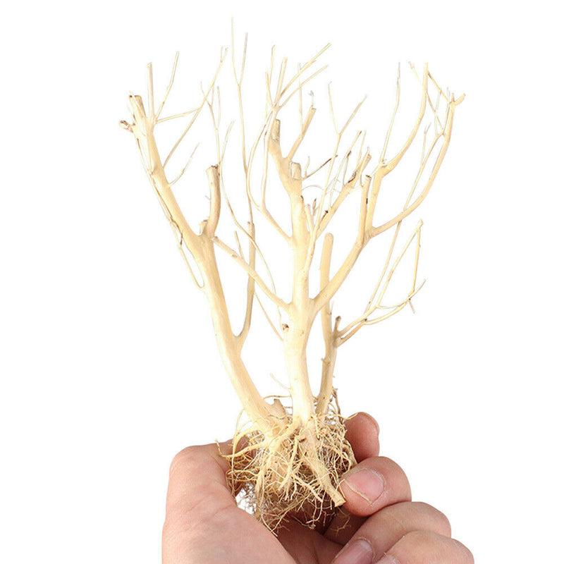 Terrarium Environments Small Aquarium Driftwood Snakes Landscaping Fish Tanks