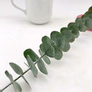 10Pcs/Bouquet Dried Natural Eucalyptus Branches Leaves Flower Decors New