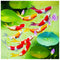 5D DIY Full Drill Diamond Painting Swimming Fish Cross Stitch Embroidery
