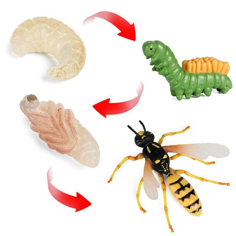 Lot of 4 Nature Wasp Growth Cycle Child Education Learning Teaching Toys