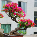 Amazing 100 * Mix-color Bougainvillea Spectabilis Willd Bonsai Flower Seeds,