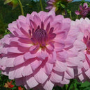 30x Colorful Dahlia Large Bloom Flower Perennials Bulbs 2018' Garden Plant C5J4