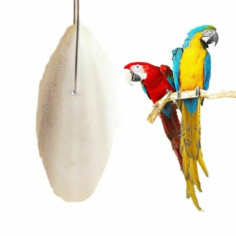1 Bag Cuttlefish Cuttle Fish Bone Parrotts Birds Reptiles L9N6 Food Tortois Y4Q0