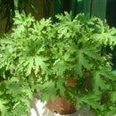100pcs Citronella Plant seeds Mozzie buster plant mosquito repellent plantE â„–[