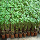 1pcs pachira money tree seeds good luck much money indoor plant ornamental ly