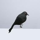 Spooky Black Feathered Lifelike Scary Halloween Raven Crow Prop Decor for G V3C3