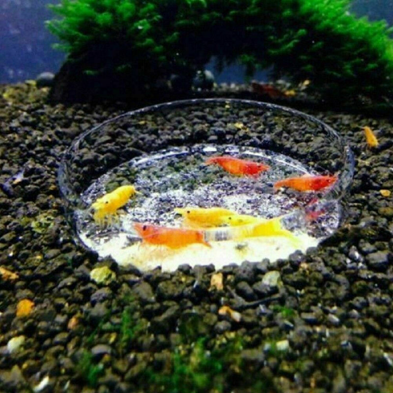 Portable Aquarium Fish Tank Clear Acrylic Shrimp Feeding Dish Feeder Nice H Z7H3