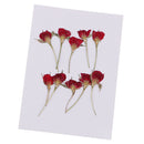 10 Pieces Pressed Dried Flower Half Cut Rose Flower Scrapbooking Embellishments
