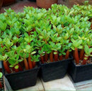 5 pcs Desert Rose Flower Adenium obesum "PEONY" bonsai Seeds Sale
