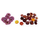 10 Pcs + 20g Dried Pressed Flowers For DIY