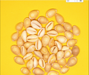 Beautiful Goldring Cowrie Natural Sea Shells Ornament Decoration 100g