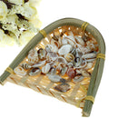 Conch Natural Craft shell Aquarium Fish Tank Landscape Home Decor DIY Material3C