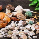 Sea Shells Beach Mixed Shell Craft Table Aquarium Fish Medium JI89 Tank J1H5